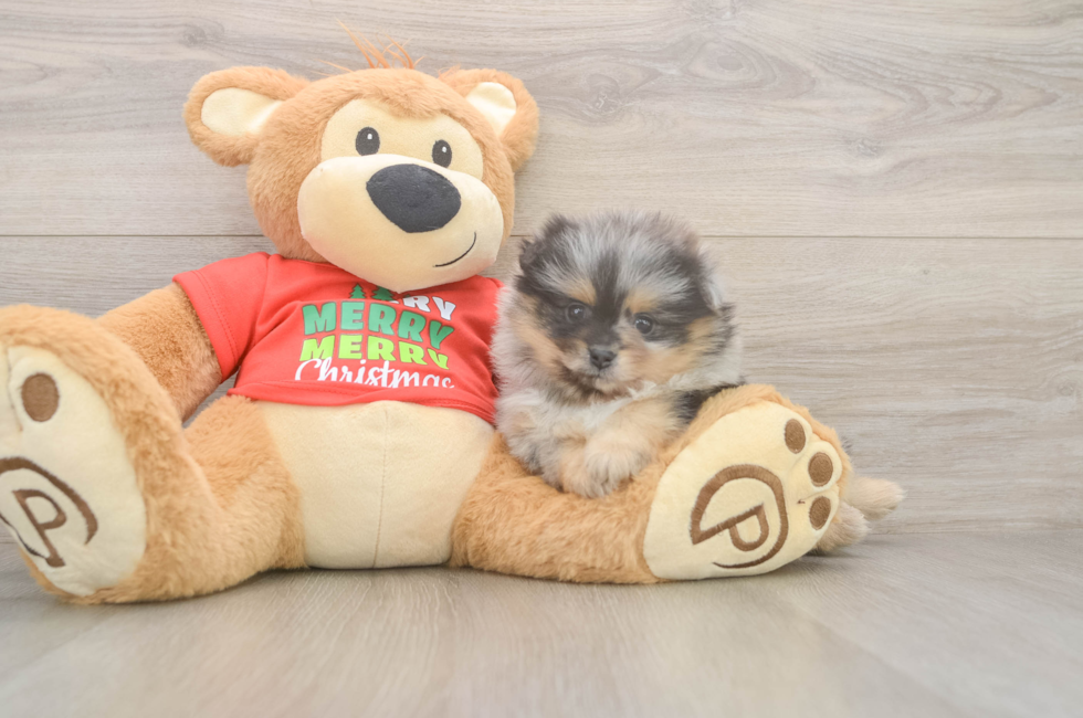 6 week old Pomeranian Puppy For Sale - Simply Southern Pups