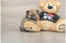 Best Pomeranian Baby