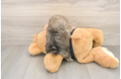 Hypoallergenic Pomeranian Baby