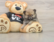 7 week old Pomeranian Puppy For Sale - Simply Southern Pups