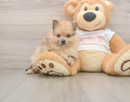 8 week old Pomeranian Puppy For Sale - Simply Southern Pups