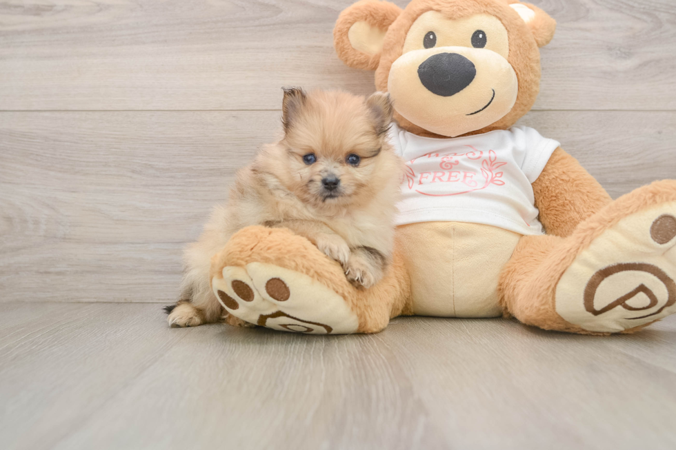 Pomeranian Pup Being Cute