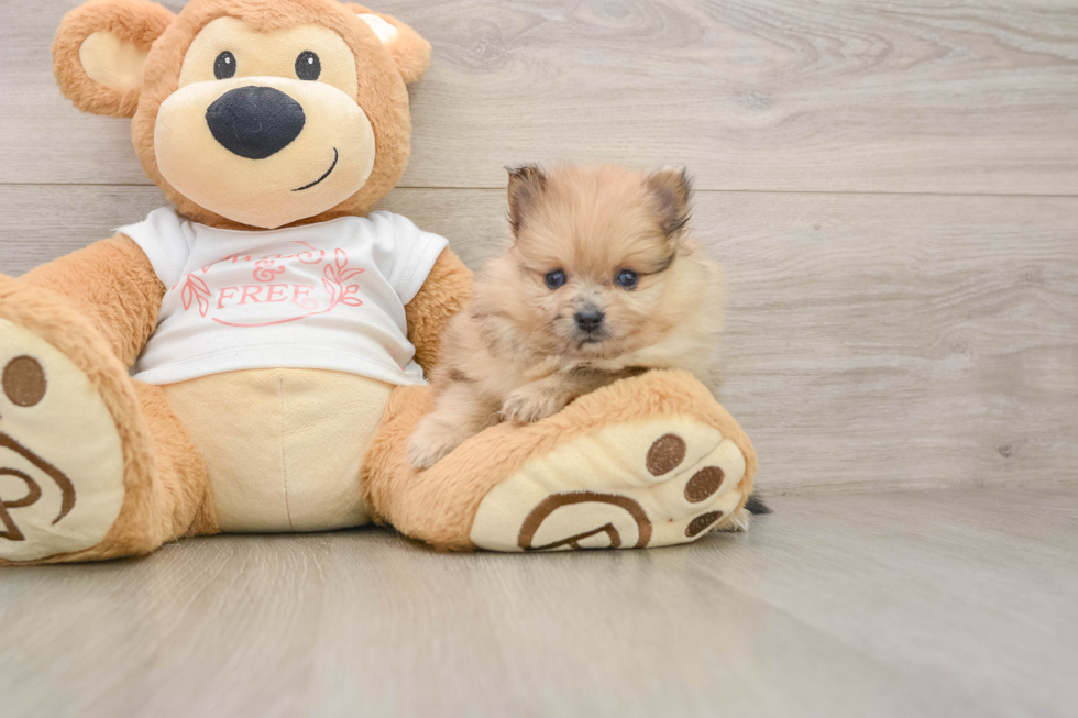 Sweet Pom Pom Purebred Puppy