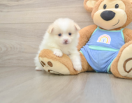 7 week old Pomeranian Puppy For Sale - Simply Southern Pups