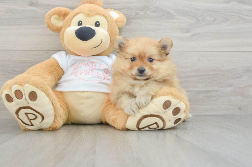 6 week old Pomeranian Puppy For Sale - Simply Southern Pups