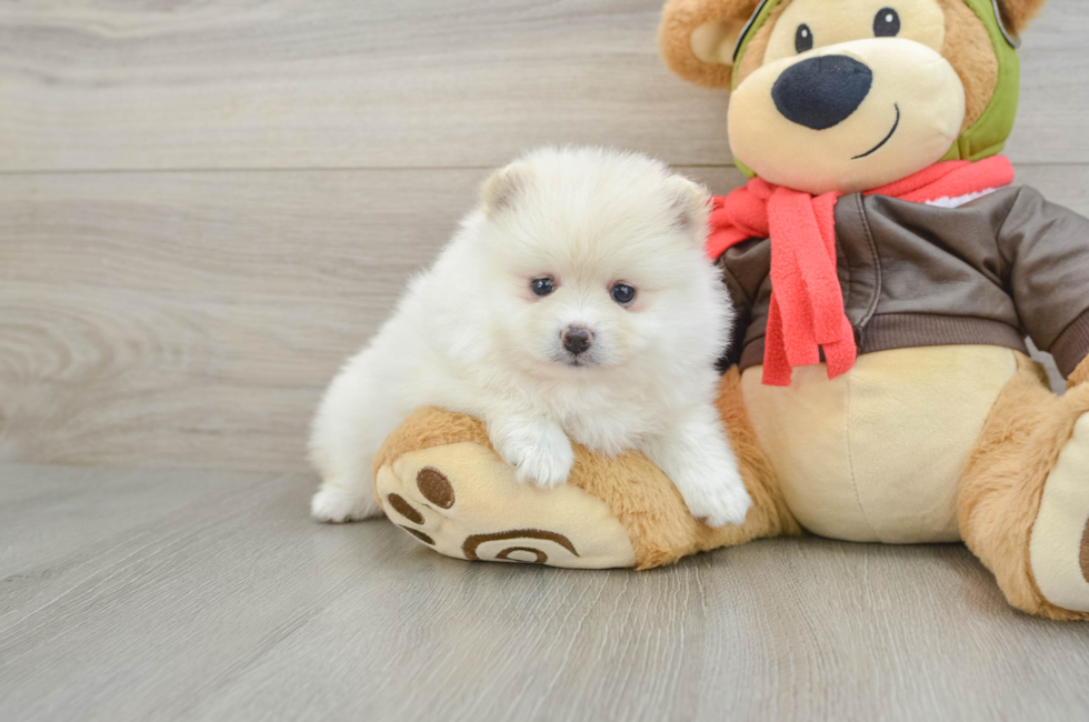 5 week old Pomeranian Puppy For Sale - Simply Southern Pups