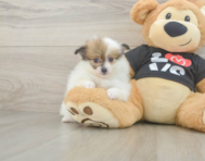 7 week old Pomeranian Puppy For Sale - Simply Southern Pups