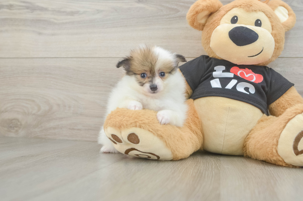 5 week old Pomeranian Puppy For Sale - Simply Southern Pups