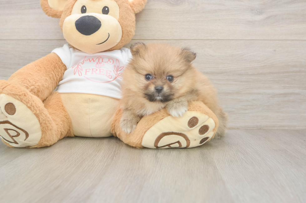 5 week old Pomeranian Puppy For Sale - Simply Southern Pups