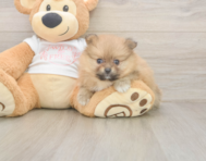 8 week old Pomeranian Puppy For Sale - Simply Southern Pups 8 week old Pomeranian Puppy For Sale - Simply Southern Pups