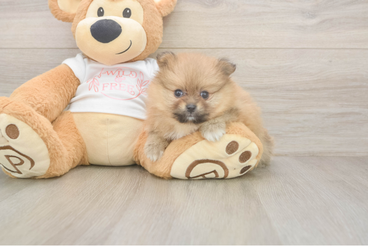 Meet Chai - our Pomeranian Puppy Photo  1/3 - Simply Southern Pups Best Pomeranian Baby