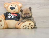 7 week old Pomeranian Puppy For Sale - Simply Southern Pups