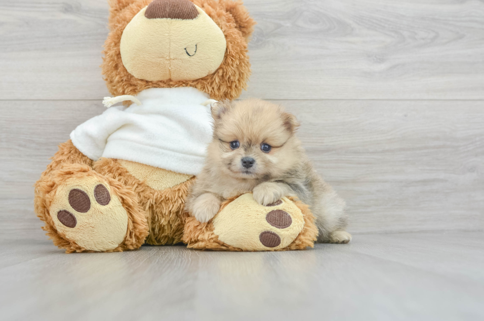 5 week old Pomeranian Puppy For Sale - Simply Southern Pups
