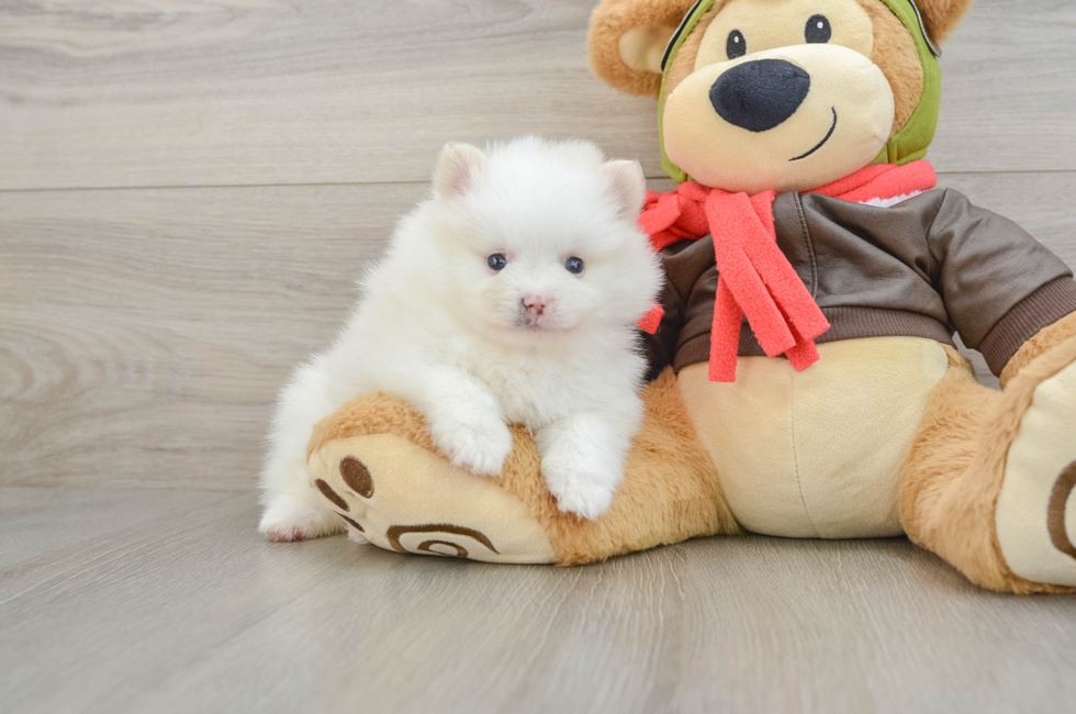 5 week old Pomeranian Puppy For Sale - Simply Southern Pups