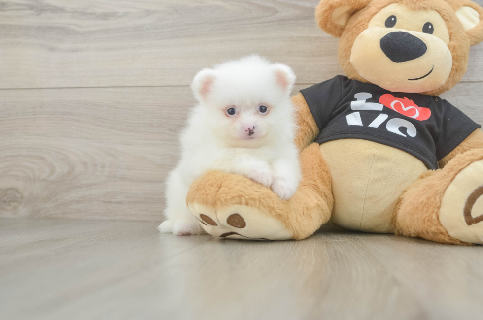 5 week old Pomeranian Puppy For Sale - Simply Southern Pups