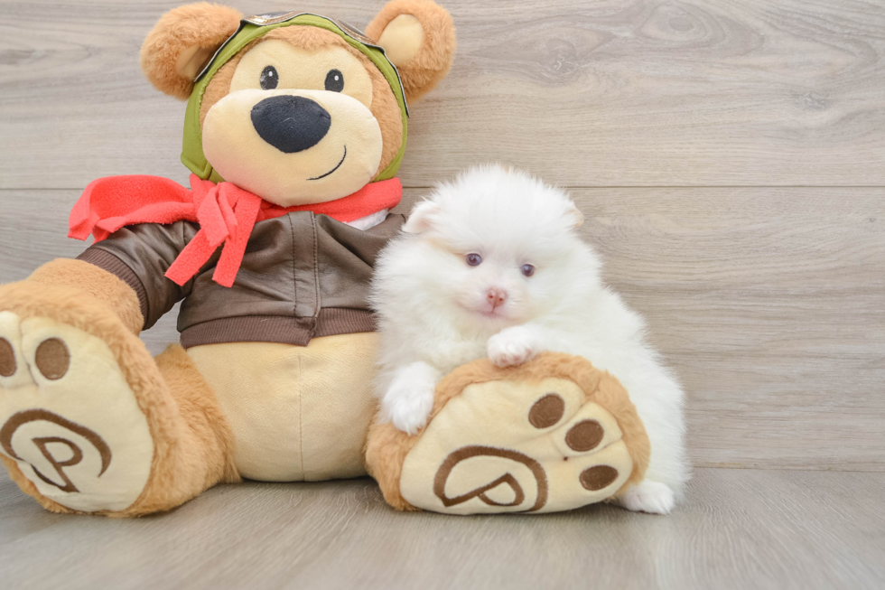 Funny Pomeranian Baby
