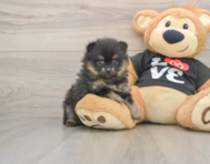 8 week old Pomeranian Puppy For Sale - Simply Southern Pups