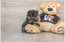 Popular Pomeranian Purebred Pup