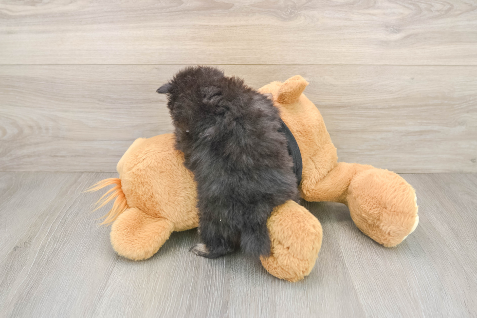 Little Pomeranian Baby