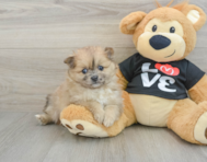 6 week old Pomeranian Puppy For Sale - Simply Southern Pups