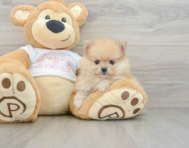 8 week old Pomeranian Puppy For Sale - Simply Southern Pups