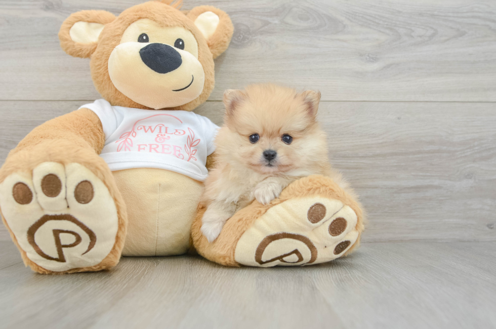 6 week old Pomeranian Puppy For Sale - Simply Southern Pups