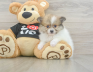 7 week old Pomeranian Puppy For Sale - Simply Southern Pups