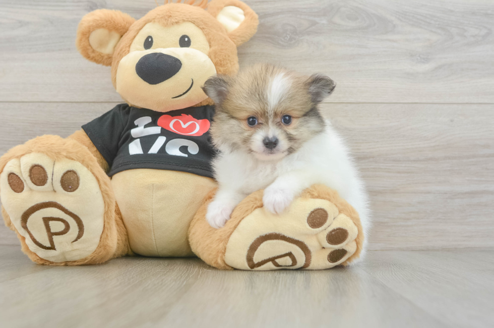 5 week old Pomeranian Puppy For Sale - Simply Southern Pups