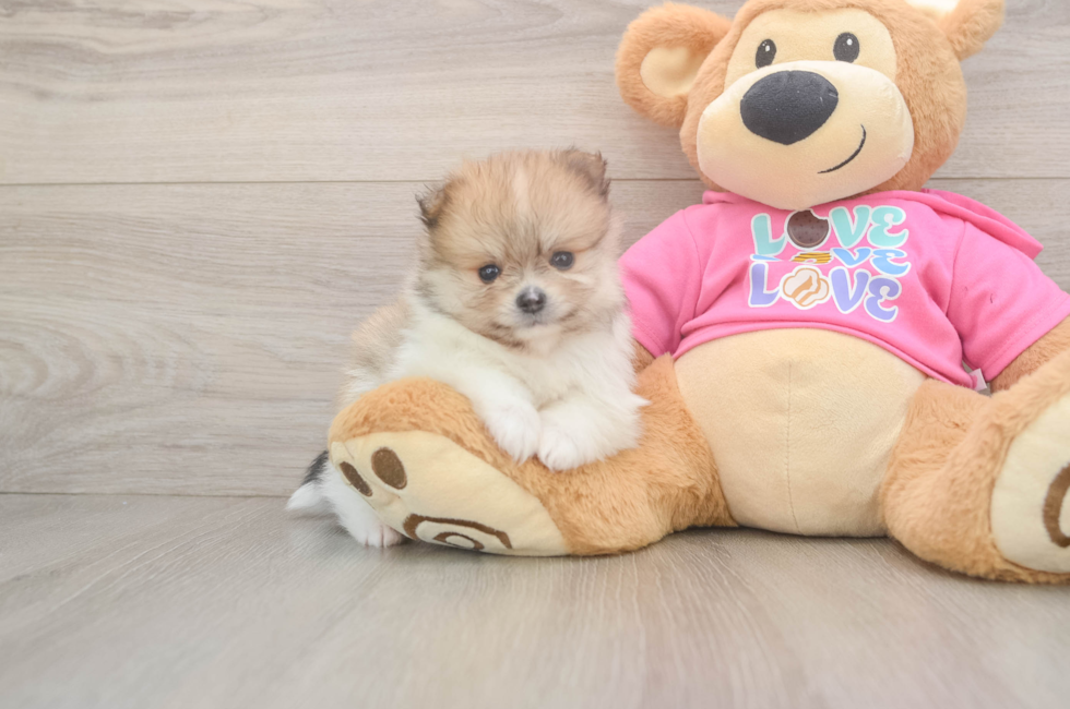 5 week old Pomeranian Puppy For Sale - Simply Southern Pups