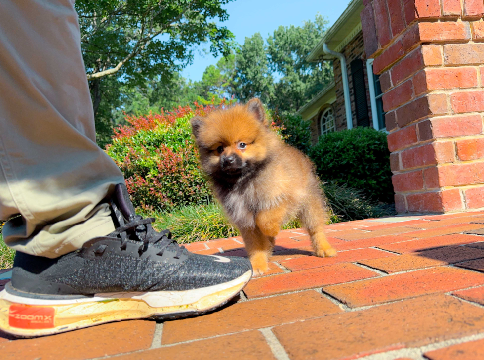 Pomeranian Pup Being Cute