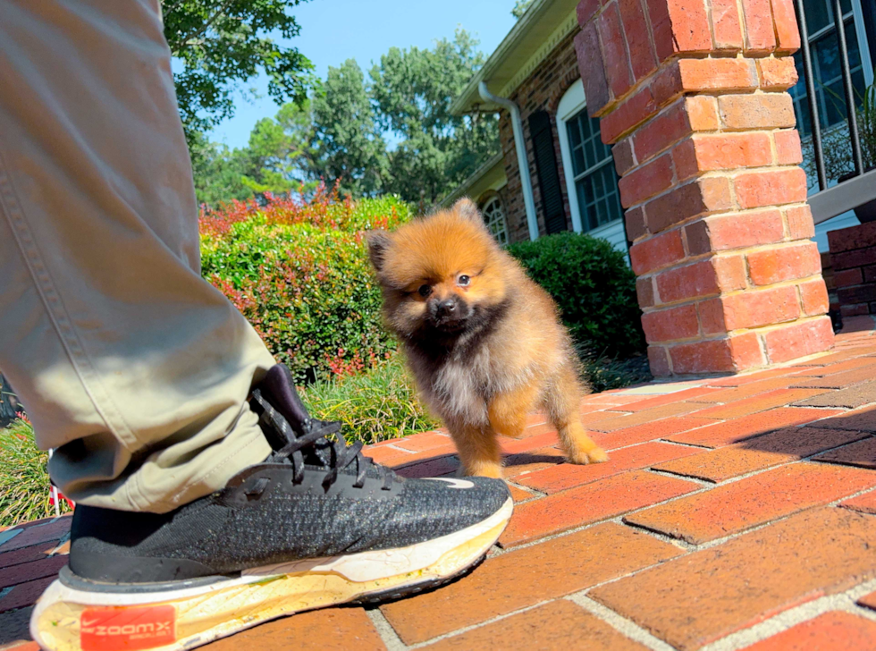 Pomeranian Pup Being Cute