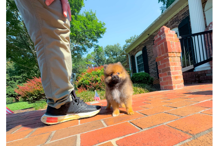 Cute Pomeranian Purebred Pup