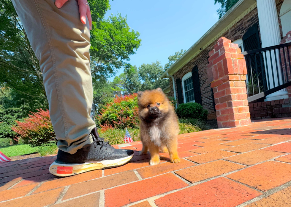 Cute Pomeranian Purebred Pup