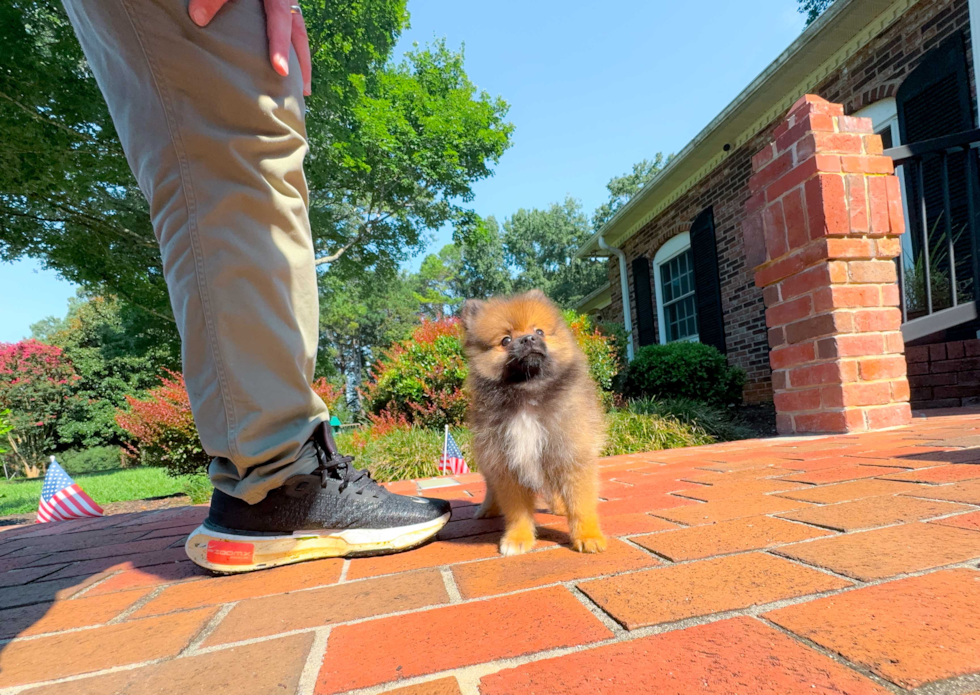 Pomeranian Pup Being Cute