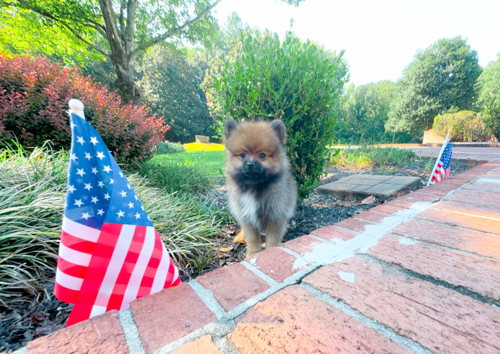 Cute Pomeranian Baby