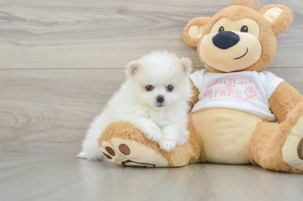 5 week old Pomeranian Puppy For Sale - Simply Southern Pups