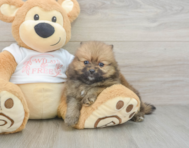 7 week old Pomeranian Puppy For Sale - Simply Southern Pups