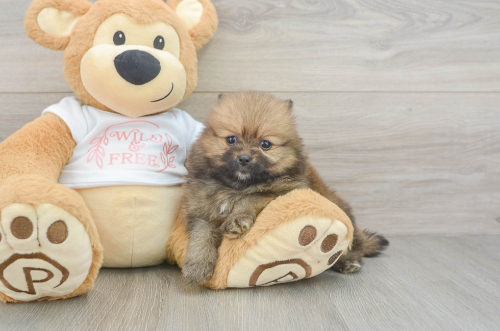 6 week old Pomeranian Puppy For Sale - Simply Southern Pups