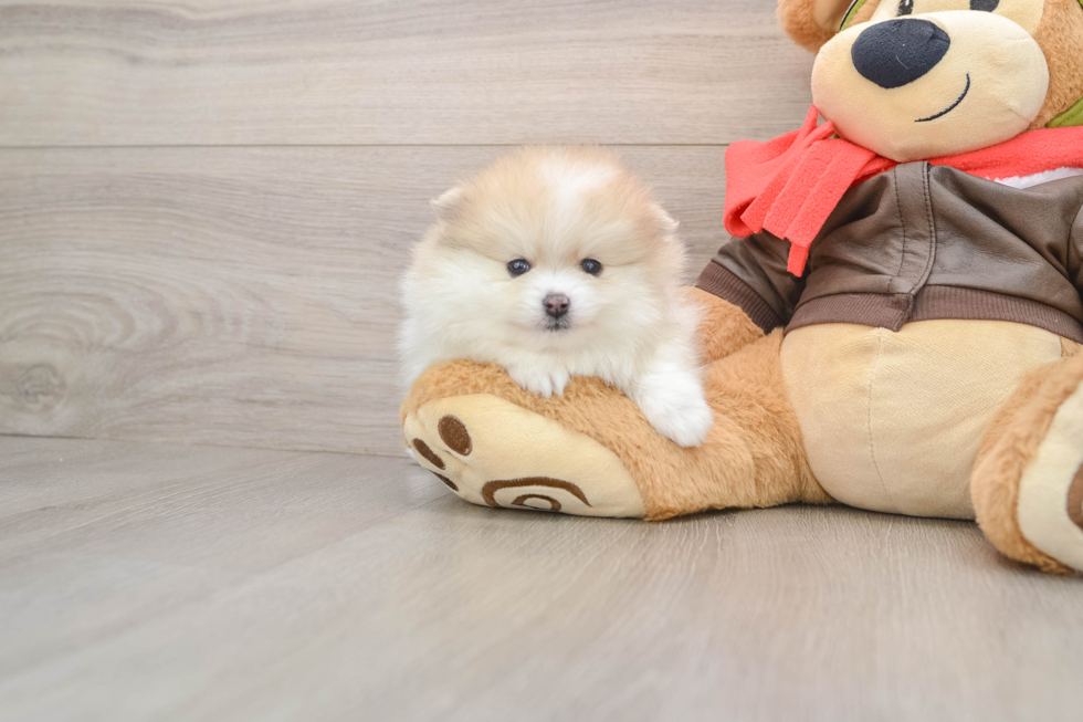Hypoallergenic Pomeranian Purebred Pup