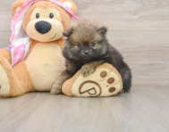 9 week old Pomeranian Puppy For Sale - Simply Southern Pups