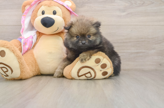 Playful Pomeranian Purebred Pup