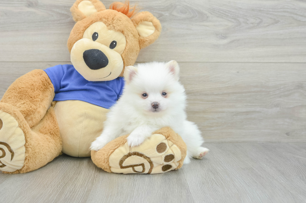 5 week old Pomeranian Puppy For Sale - Simply Southern Pups