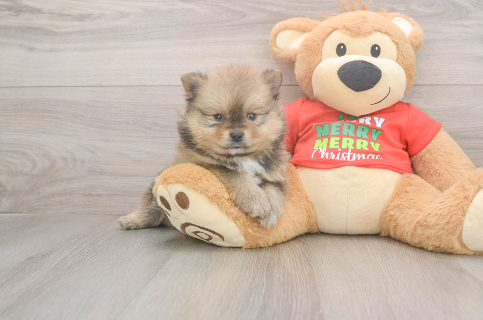 5 week old Pomeranian Puppy For Sale - Simply Southern Pups