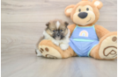 Best Pomeranian Baby