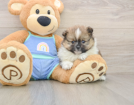 7 week old Pomeranian Puppy For Sale - Simply Southern Pups
