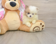 9 week old Pomeranian Puppy For Sale - Simply Southern Pups