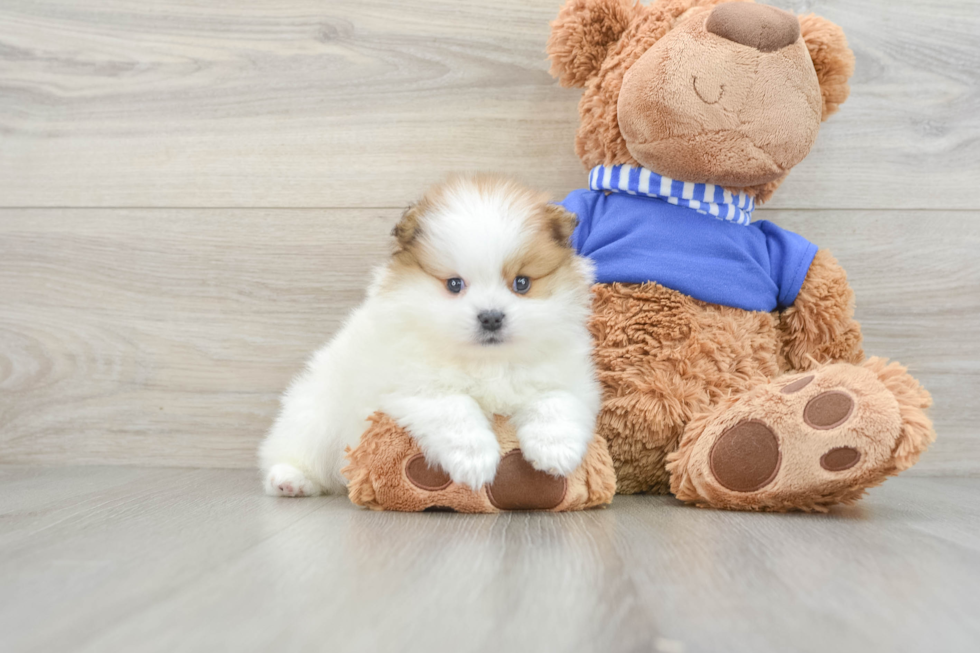 Sweet Swergspitz Purebred Puppy