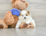 8 week old Pomeranian Puppy For Sale - Simply Southern Pups