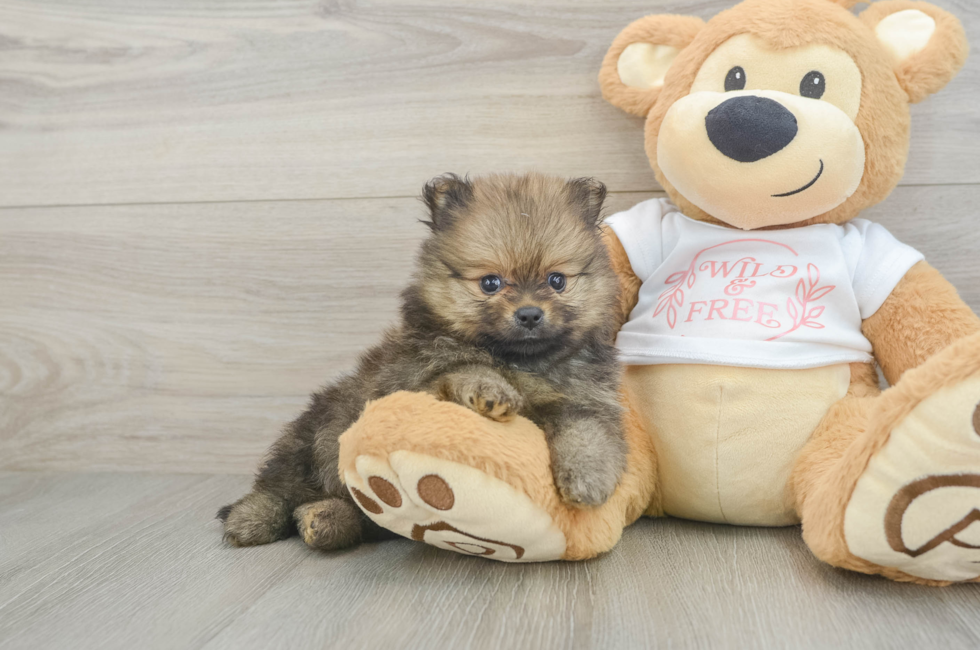 6 week old Pomeranian Puppy For Sale - Simply Southern Pups