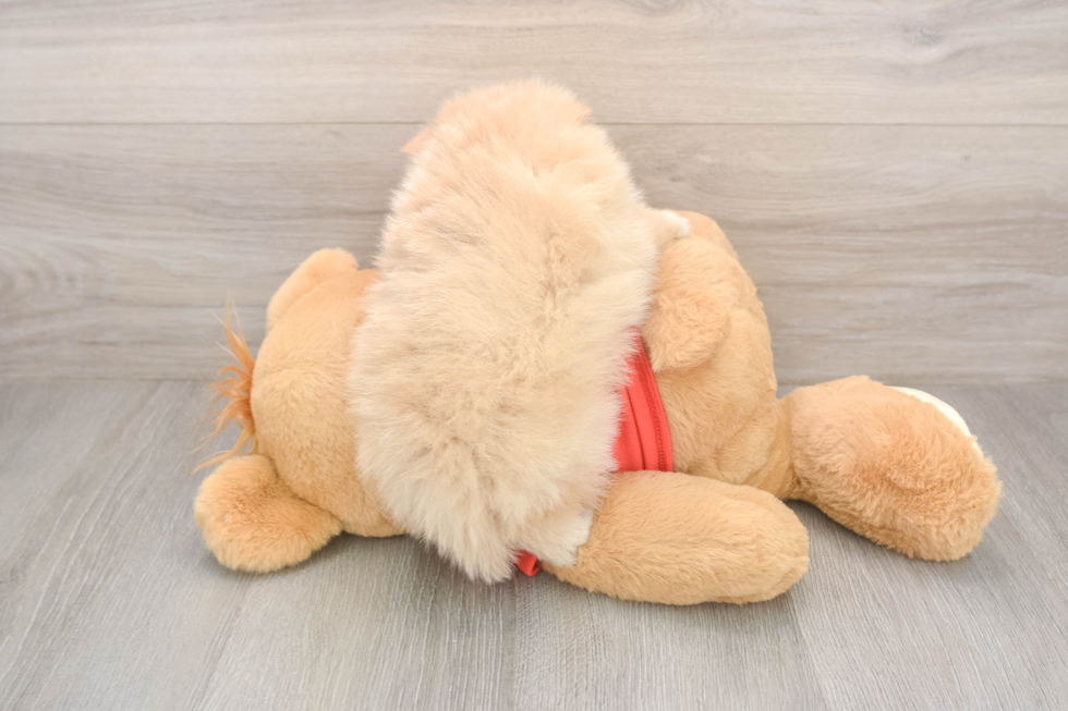 Friendly Pomeranian Purebred Pup